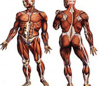 curso de Cadenas Musculares