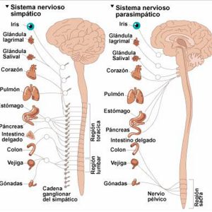 Sistema Nervioso Vegetativo