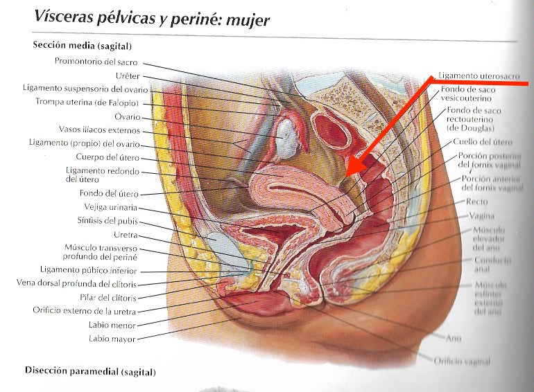 ligamento uterosacro